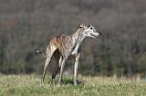 GALGO 003